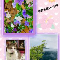 ニオイバンマツリ,モミジ,みかんにゃん,雨上がりの朝⁂,穏やかな日常の画像