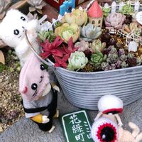 ジャーマンアイリス,ドラゴンズブラッド,ヘリクリサム,パープルへイズ,ブースカの画像