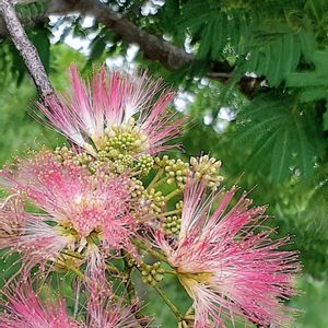 ネムノキ,エバーフレッシュ,エバーフレッシュの種,ピテケロビウム   エバーフレッシュ,エバーフレッシュの花の画像