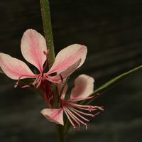 ガウラ,牡丹玉,バラ ロイヤルサンセット,リリポップ  ピンク,公園の画像