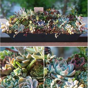 多肉植物,育てやすい多肉植物,多肉植物寄せ植え,普及種,多肉棚の画像