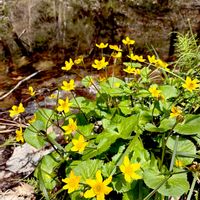 リュウキンカ,山野草,キンポウゲ科,自生,多年草の画像