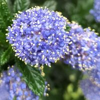 セアノサス,青い花マニア,チーム・ブルー,チーム・ブルーNo.009,青い小さな花マニアの画像