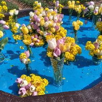 チューリップ,菜の花,世羅高原農場　チューリップ祭り,世羅高原農場　チューリップ祭り,可愛いの画像