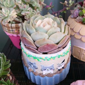 エケベリア,多肉植物,リメ鉢,にゃんにゃん祭り,斑入り見つけ隊♪の画像