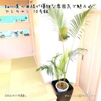 アレカヤシ,アレカヤシ,観葉植物,鉢植え,ヤシの画像