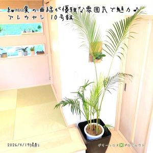 アレカヤシ,アレカヤシ,観葉植物,鉢植え,ヤシの画像