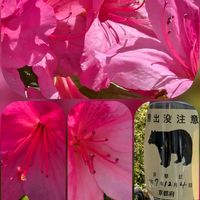 カリブラコア,シバザクラ,ツツジ,デージー,ラナンキュラスの画像