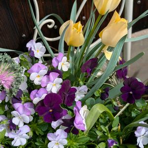 チオノドクサ,チューリップ,ビオラ,木製プランター,プランター寄せ植えの画像