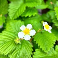 ワイルドストロベリー,実のなる植物,花のある暮らし,緑のある暮らし,ベランダの画像