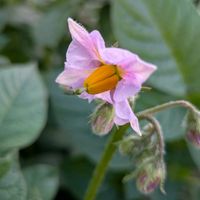 ジャガイモの画像