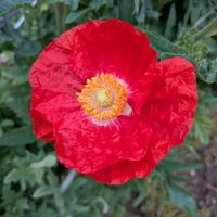 ヒナゲシの画像