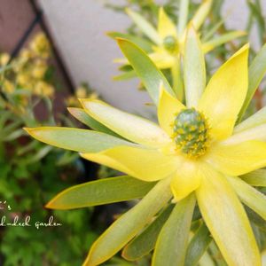 リューカデンドロン,リューカデンドロン ジプシーシルバー,観葉植物,鉢植え,ガーデニングの画像