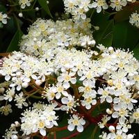 レッドロビンの画像