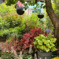 ヒューケラ,ミニバラ・グリーンアイス,ウツボカズラ,手乗りハス　暁天,カリフォルニアペッパーツリーの画像