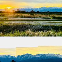 キャットミント,キャットニップ,立山連峰,ニャンニャン祭り,にゃんにゃん祭りの画像