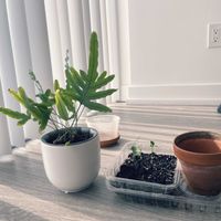 レモン,フレポディウム　ブルースター,植え替え,家庭菜園の画像