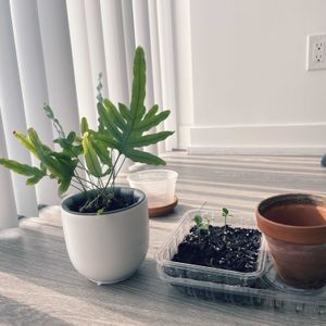 レモン,フレポディウム　ブルースター,植え替え,家庭菜園の画像