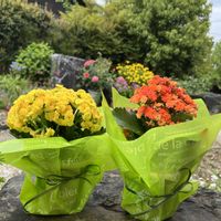 カランコエ,八重咲きカランコエ,癒し,感謝,庭の画像