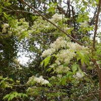 アオダモ,樹木の画像