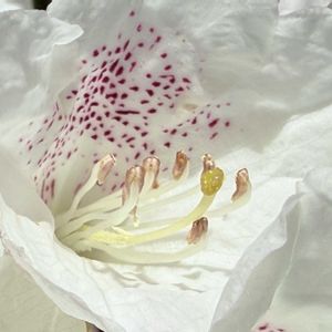 春の花,アカボシ シャクナゲ,花言葉,山野草,花のある暮らしの画像