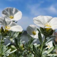 コンボルブルス,コンボルブルスクネオルム,白い水曜日♡,チーム千葉✿︎,秘密の花園♡の画像
