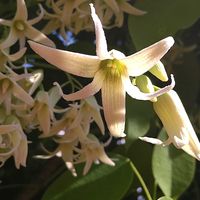 イベリス,イベリス,スノーフレーク,スノーフレーク,ムベの画像