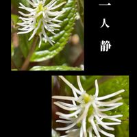 チューリップ,ヒトリシズカ,山野草,花のある暮らし,お花大好き♡の画像