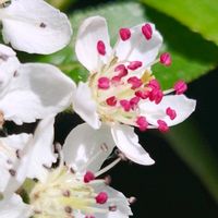 アロニア,西洋カマツカ,鉢植え,白い花,季節の花の画像