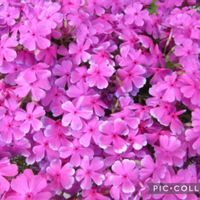 ガマズミ,シバザクラ,モッコウバラ,シナフジ,寄り道散歩の画像