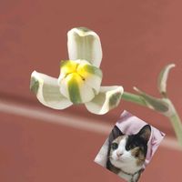 アルブカ,アルブカ　フミリス,ガーデニング,球根植物,ネコ好きの画像