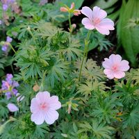 ゲラニウム,日向,宿根・多年草,小さな庭の画像