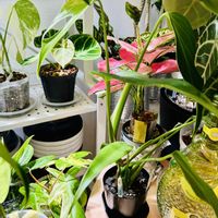 アンスリウム,モンステラ,カラテア,フィロデンドロン,カラテア マコヤナの画像