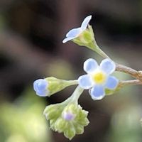 キュウリグサの画像