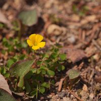 ニリンソウ,ユキヤナギ,カタバミ,アズマギク,植物園の画像