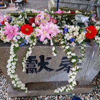 カーネーション,ガーベラ,ガーベラ,コデマリ,バラの画像