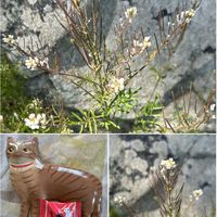 コデマリ,コデマリ,タネツケバナ,ミチタネツケバナ,ミチタネツケバナの画像