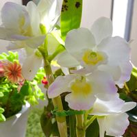 デンドロビウム,デンドロビウム,ベランダのお花,今年も咲いてくれましたの画像