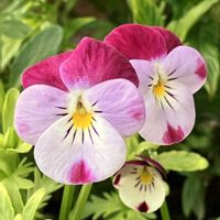 ビオラ・パンジー,#ガーデニング,エクステリアの画像