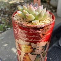 オダマキ,シラン,ニゲラ,てんちゃん,ルビスターの画像