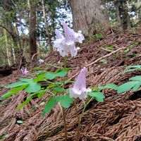 カタクリ,オトメエンゴサク,山野草,山歩き,花のある暮らしの画像