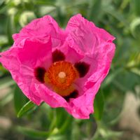 ライスフラワー,デルフィニウム,オンファロデス,ロックローズ,花のある暮らしの画像