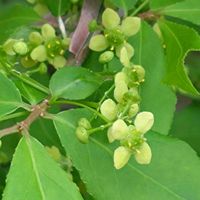 キングサリ,ニシキギ,ハゴロモジャスミン,シラー・ペルビアナ,ベニバナシャリンバイの画像