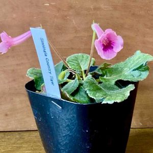 シンギニア,岩タバコ科,和室の画像