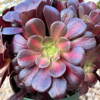 キリマンジャロ,キリマンジャロ,アエオニウム 属,アエオニウム 属,多肉植物の画像