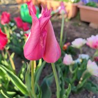 チューリップ,乙女心,ガーデニング,かわいいな♡,春の訪れの画像