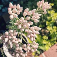 ライスフラワー,キク科,風に揺れる花,オゾタムヌス属,米粒のような花の画像