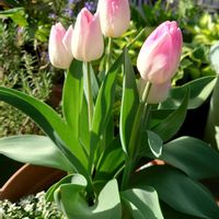 スノーフレーク,チューリップ,プランター植え,小さな庭から,ガーデニング初心者の画像