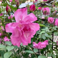 ツキヌキニンドウ,ミニバラ,スパニッシュビューティー,スパニッシュビューティー,スパニッシュビューティーの画像