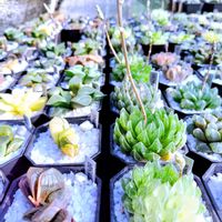 ハオルチア,ハオルチア オブツーサ,多肉植物,ハオルチア属,多肉大好きの画像